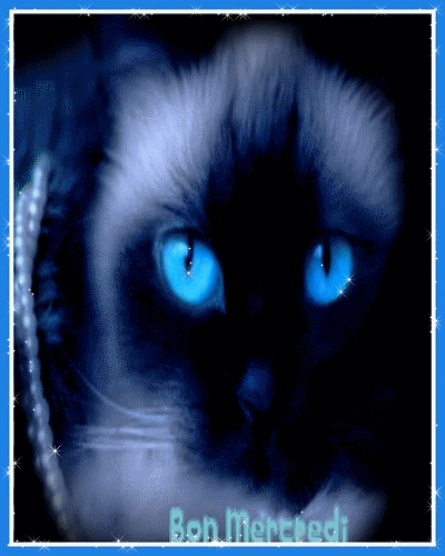 "Bon mercredi" - De superbes yeux bleus pour ce chat
