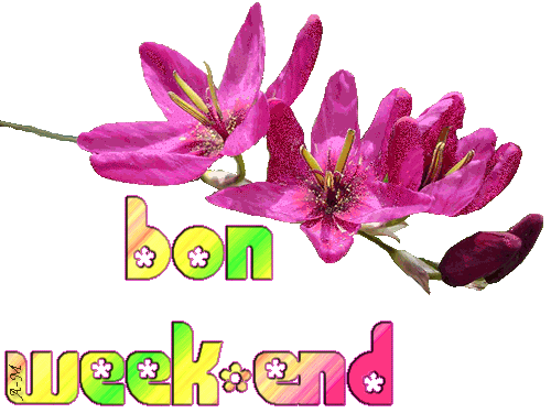 "Bon week-end" - Crocosmias roses...