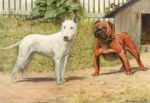 Bulldog et Bull Terrier...