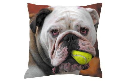 Coussin/Bulldog et balle de tennis...