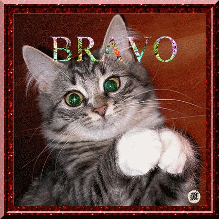 "Bravo" - Chat tapant des pattes...