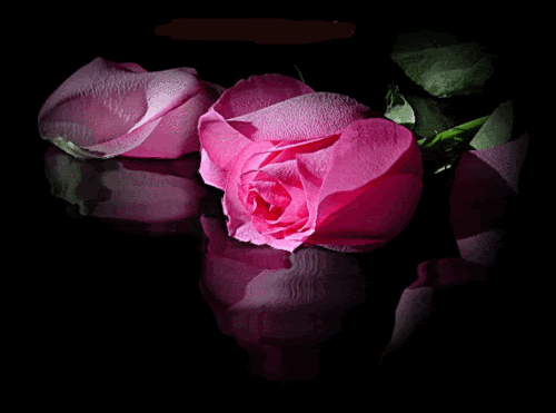 Boutons de roses rose/Reflet...