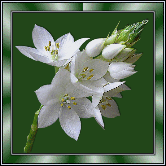 Jolie fleur blanche...