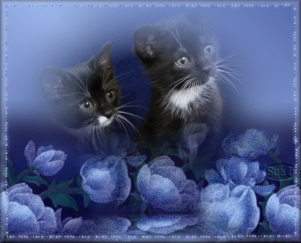 Magnifiques chatons noirs et blancs dans les fleurs bleues