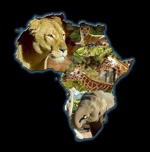 Le continent des animaux sauvages...