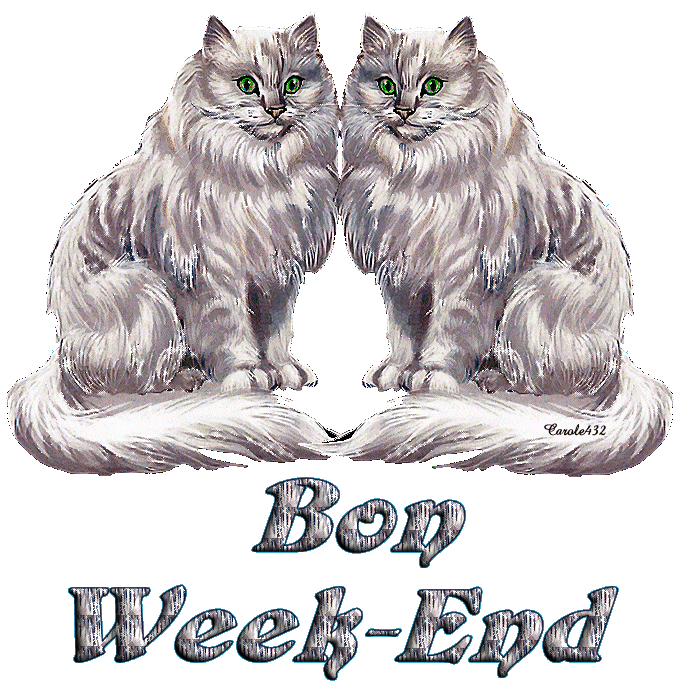"Bon week-end" - Face à face de chats jumeaux...