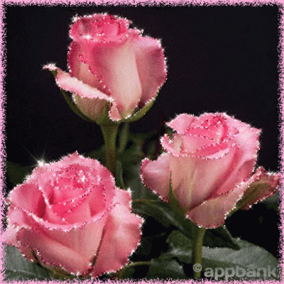 Trois superbes boutons de roses roses...