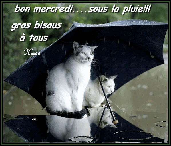 "Bon mercredi... sous la pluie!!!" - Chats...