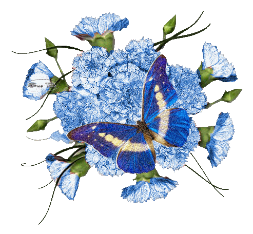 Papillon bleu sur des oeillets bleus...