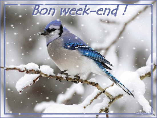Geai bleu sous la neige "Bon week-end!"...