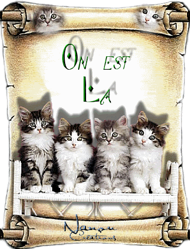 "On est là" - 4 chatons sur un parchemin...