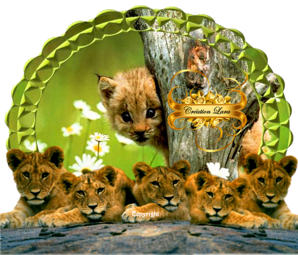 Les lionceaux et le petit lynx... par... LARA...