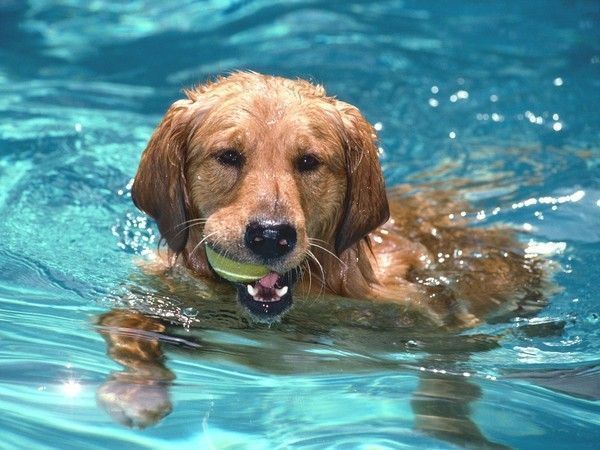 Jeune Golden Retriever à la piscine... Image de... CORINNE