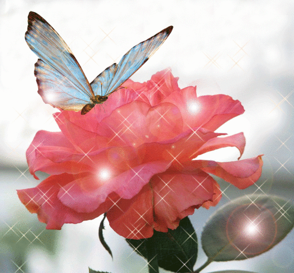 La rose et le papillon - KDO de... MA JUMELLE/MA DOMIE