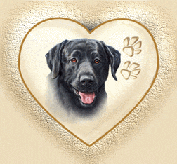 Labrador chocolat dans un coeur...