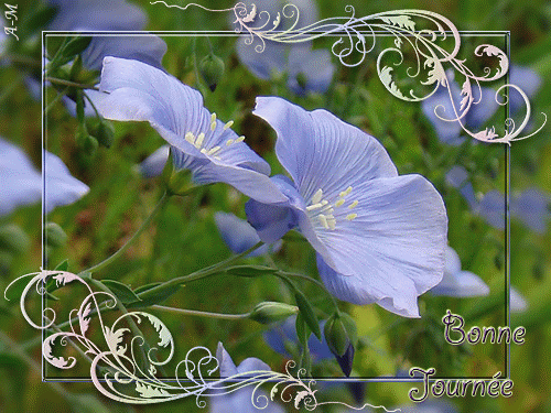 "Bonne journée" - Délicates fleurs de lin...