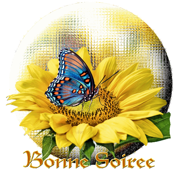 "Bonne soirée" - Papillon bleu sur une fleur jaune...