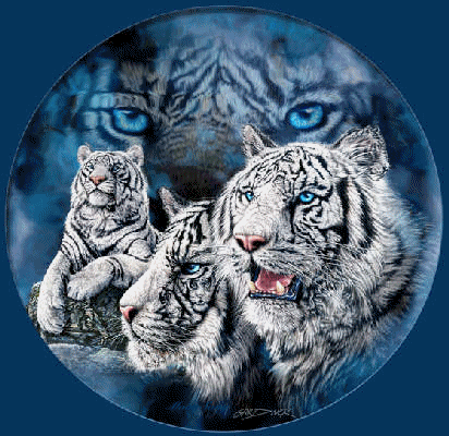 Trio de tigres blancs