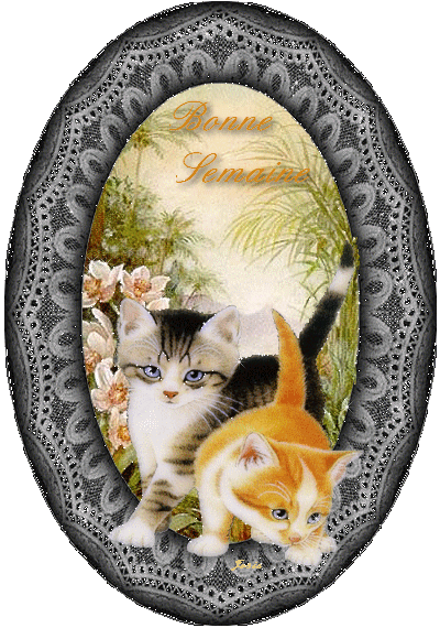 "Bonne semaine" - Deux chatons dans un cadre de dentelle...