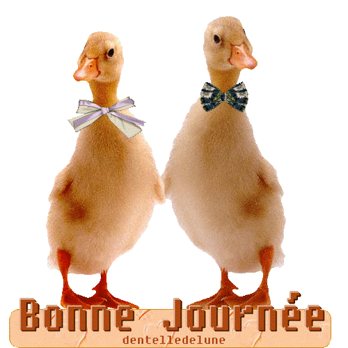 "Bonne journée" - Deux canards proches, très proches...