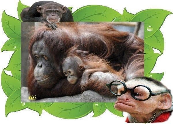 Maman Orang-Outan et son bébé - KDO de... TITI...