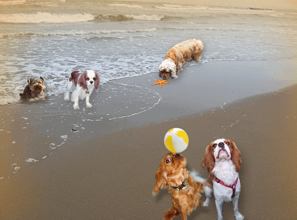Jeux de plage... canins...