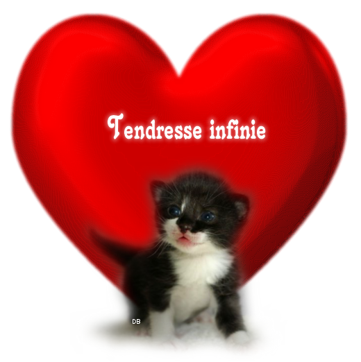 Coeur et chaton "Tendresse infinie"...