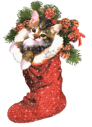 Chat dans sa chaussette de Noël...