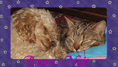 "Bonne nuit" - Caniche et chat tigré endormis ensembles...