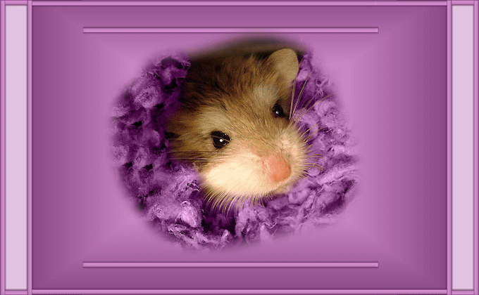 Hamster dans son nid douillet...
