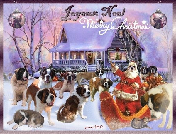 C'est Noël aussi pour nos animaux chez MA YVONNE ADOREE...