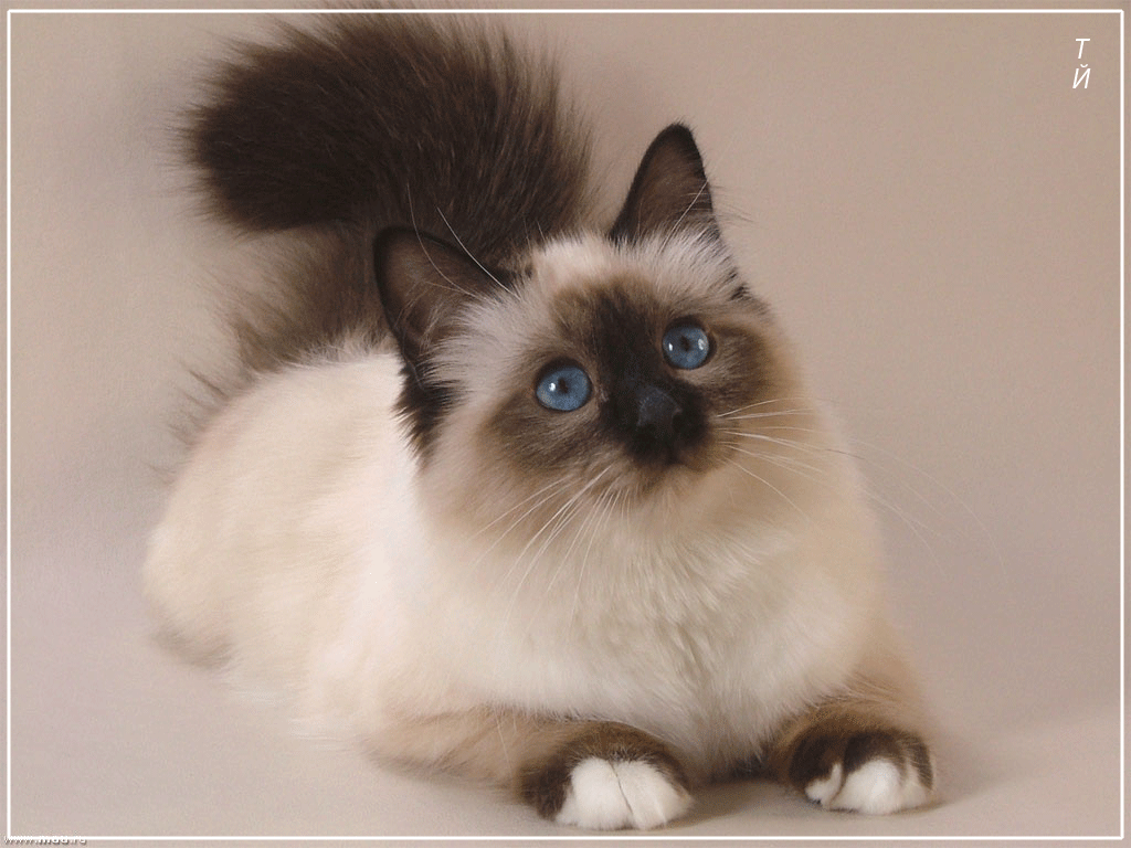 Superbe chat aux yeux magnifiquement bleus...