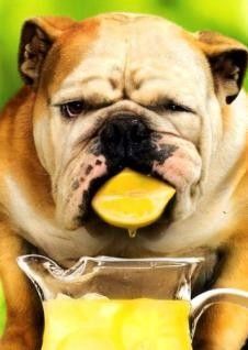 Pratique, le bulldog, pour faire une bonne limonade!...