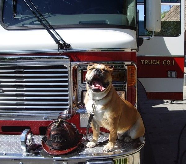 Un bulldog mascotte d'une caserne de pompiers...