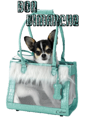 "Bon dimanche" - Chihuahua prêt pour une balade dans un sac