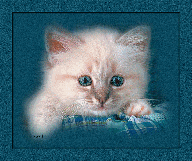 De merveilleux yeux bleus pour ce chaton...