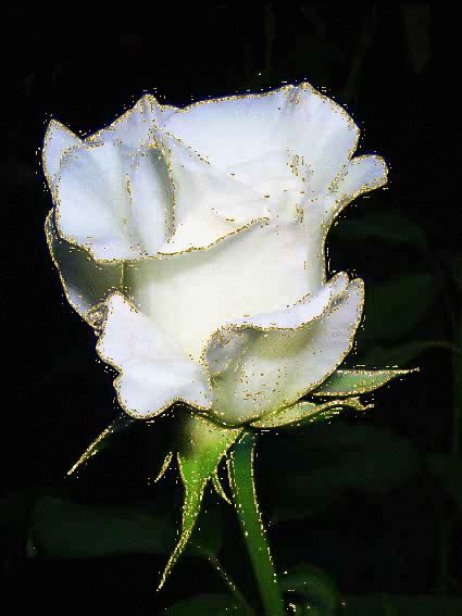 Un superbe bouton de rose blanc de chez PASCAL...