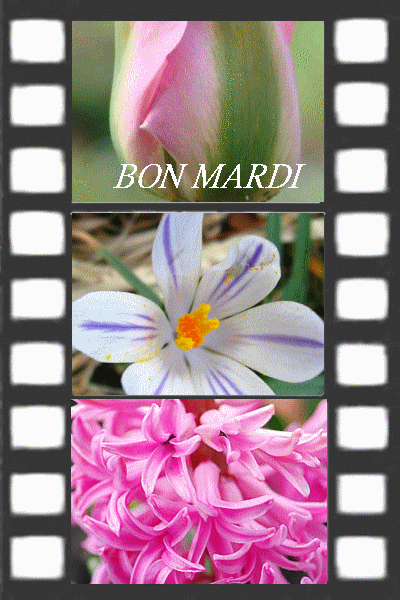 "Bon mardi" - Une pellicule de photos de fleurs...