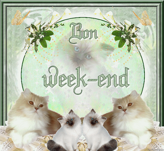 "Bon week-end" - Chats tendresse et douceur...