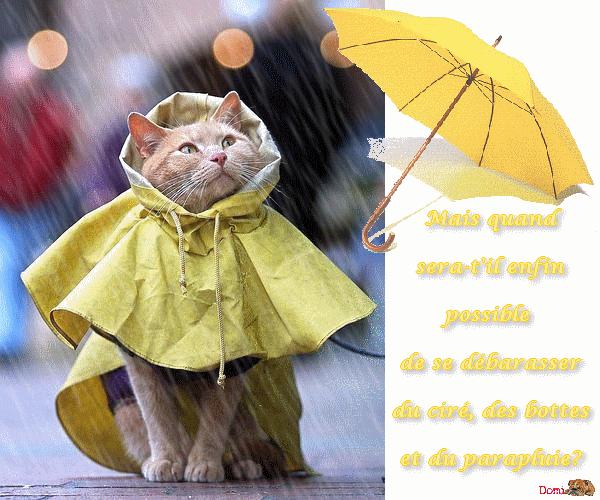 Résultat de recherche d'images pour "il pleut encore gif chat"