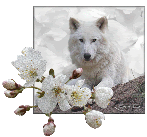 Loup blanc et fleurs de cerisier...