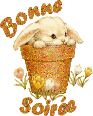 "Bonne soirée" - Lapin dans un pot de fleurs...