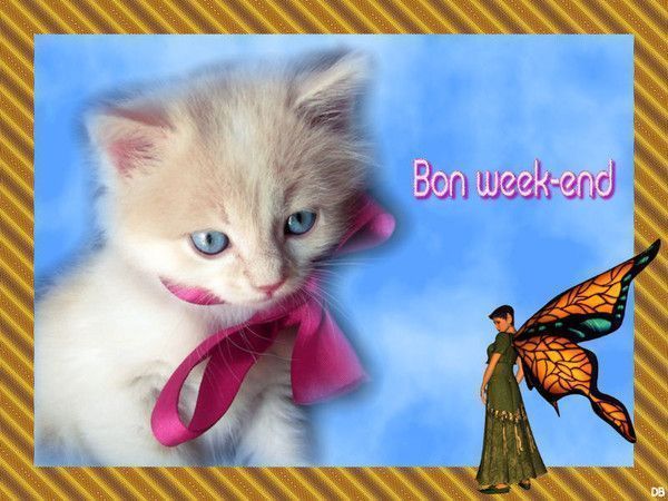Chaton au ruban rose et petite elfe "Bon week-end"...