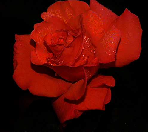 La rose dans toutes ses déclinaisons de couleurs...