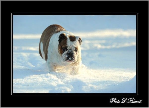 Un bulldog dans la neige...