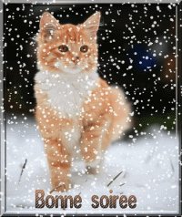 "Bonne soirée" - Chat roux dans la neige...