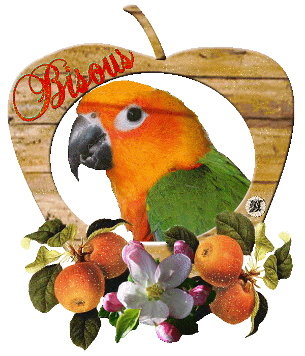 Tête de perroquet parmi les fruits "Bisous"...