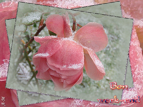 "Bon week-end" - Rose rose givrée...