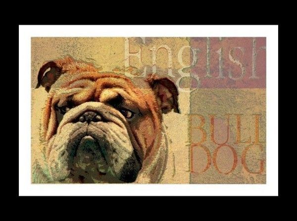 Affiche "English Bulldog"...