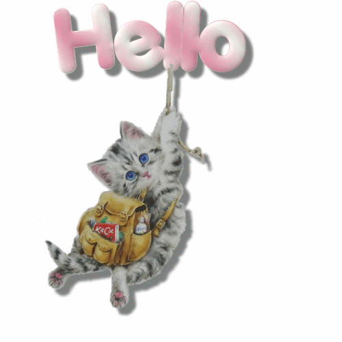 "Hello" auquel est suspendu un chaton avec sac-à-dos...